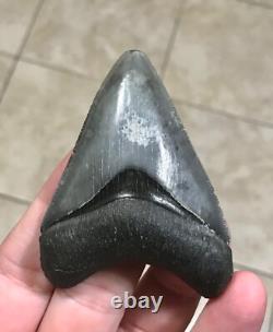 Splendidly Beautiful & Nicely Patterned Upper -3.02-megalodon Sharktooth Fossil