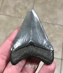 Splendidly Beautiful & Nicely Patterned Upper -3.02-megalodon Sharktooth Fossil