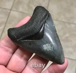 Splendidly Beautiful & Nicely Patterned Upper -3.02-megalodon Sharktooth Fossil