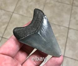 Splendidly Beautiful & Nicely Patterned Upper -3.02-megalodon Sharktooth Fossil