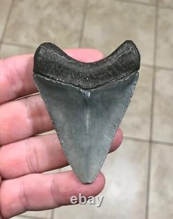 Splendidly Beautiful & Nicely Patterned Upper -3.02-megalodon Sharktooth Fossil
