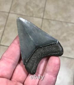 Splendidly Beautiful & Nicely Patterned Upper -3.02-megalodon Sharktooth Fossil