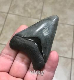 Splendidly Beautiful & Nicely Patterned Upper -3.02-megalodon Sharktooth Fossil