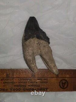 Squalodon Fossil Cetacean Tooth Calvert Cliffs Maryland Megalodon Era Miocene