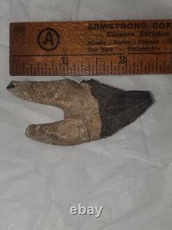 Squalodon Fossil Cetacean Tooth Calvert Cliffs Maryland Megalodon Era Miocene