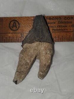 Squalodon Fossil Cetacean Tooth Calvert Cliffs Maryland Megalodon Era Miocene