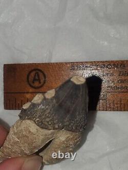 Squalodon Fossil Cetacean Tooth Calvert Cliffs Maryland Megalodon Era Miocene