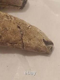 Squalodon Fossil Cetacean Tooth Calvert Cliffs Maryland Megalodon Era Miocene