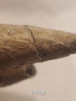 Squalodon Fossil Cetacean Tooth Calvert Cliffs Maryland Megalodon Era Miocene