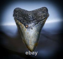 Stellar Prehistoric Fossil Megalodon Shark Tooth? Natural? Authentic 5.6