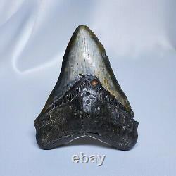 Stellar Prehistoric Fossil Megalodon Shark Tooth? Natural? Authentic 5.6