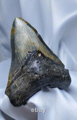 Stellar Prehistoric Fossil Megalodon Shark Tooth? Natural? Authentic 5.6