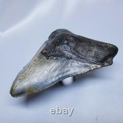 Stellar Prehistoric Fossil Megalodon Shark Tooth? Natural? Authentic 5.6