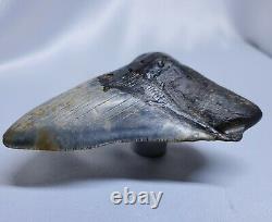 Stellar Prehistoric Fossil Megalodon Shark Tooth? Natural? Authentic 5.6