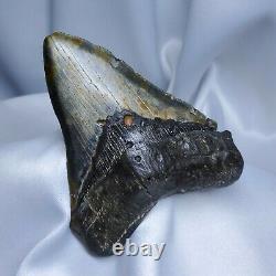 Stellar Prehistoric Fossil Megalodon Shark Tooth? Natural? Authentic 5.6