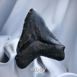 Stellar Prehistoric Fossil Megalodon Shark Tooth? Natural? Authentic 5.6