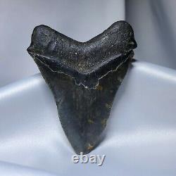 Stellar Prehistoric Fossil Megalodon Shark Tooth? Natural? Authentic 5.6