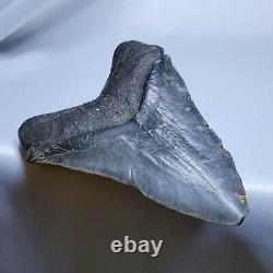 Stellar Prehistoric Fossil Megalodon Shark Tooth? Natural? Authentic 5.6