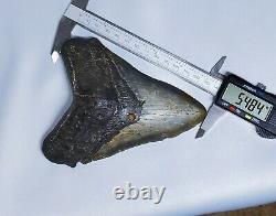 Stellar Prehistoric Fossil Megalodon Shark Tooth? Natural? Authentic 5.6
