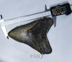 Stellar Prehistoric Fossil Megalodon Shark Tooth? Natural? Authentic 5.6