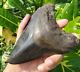 Stuning Huge 5.7 Black Fossil Megalodon Shark Tooth Indonesia