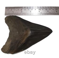 Stuning HUGE 5.7 Black Fossil Megalodon Shark Tooth Indonesia