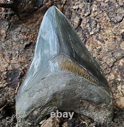 Stuning HUGE 5.7 Black Fossil Megalodon Shark Tooth Indonesia