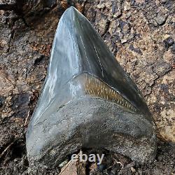 Stuning HUGE 5.7 Black Fossil Megalodon Shark Tooth Indonesia