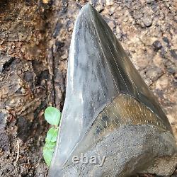 Stuning HUGE 5.7 Black Fossil Megalodon Shark Tooth Indonesia