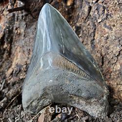 Stuning HUGE 5.7 Black Fossil Megalodon Shark Tooth Indonesia