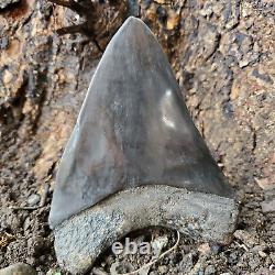 Stuning HUGE 5.7 Black Fossil Megalodon Shark Tooth Indonesia