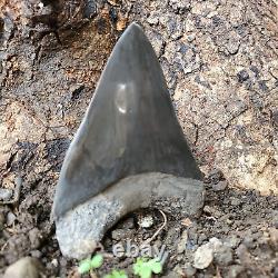 Stuning HUGE 5.7 Black Fossil Megalodon Shark Tooth Indonesia