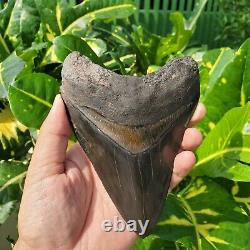 Stuning HUGE 5.7 Black Fossil Megalodon Shark Tooth Indonesia