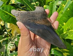 Stuning HUGE 5.7 Black Fossil Megalodon Shark Tooth Indonesia