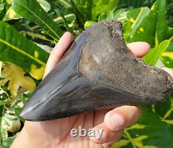 Stuning HUGE 5.7 Black Fossil Megalodon Shark Tooth Indonesia