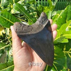 Stuning HUGE 5.7 Black Fossil Megalodon Shark Tooth Indonesia