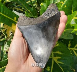 Stuning HUGE 5.7 Black Fossil Megalodon Shark Tooth Indonesia