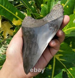 Stuning HUGE 5.7 Black Fossil Megalodon Shark Tooth Indonesia