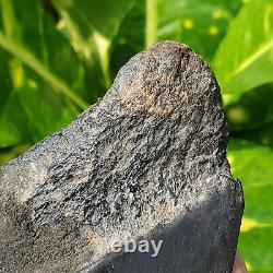 Stuning HUGE 5.7 Black Fossil Megalodon Shark Tooth Indonesia