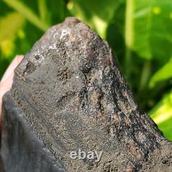 Stuning HUGE 5.7 Black Fossil Megalodon Shark Tooth Indonesia