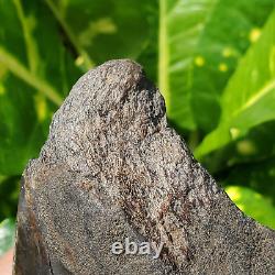 Stuning HUGE 5.7 Black Fossil Megalodon Shark Tooth Indonesia