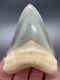 Stunning 3.38 Green Bone Valley Megalodon Shark Teeth, Real Fossil Tooth