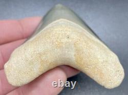 Stunning 3.38 Green Bone Valley Megalodon Shark Teeth, REAL Fossil tooth