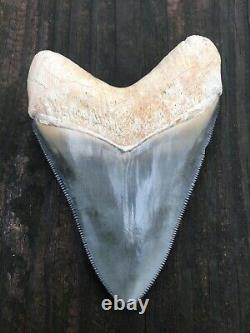 Stunning 3.38 Green Bone Valley Megalodon Shark Teeth, REAL Fossil tooth