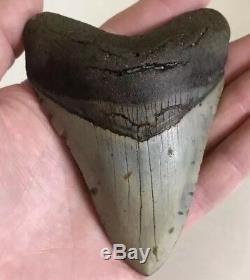 Stunning 4.45 Inch Megalodon Shark Tooth Teeth No Repair Serrated And Sharp! M4