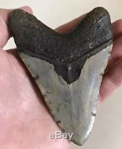 Stunning 4.45 Inch Megalodon Shark Tooth Teeth No Repair Serrated And Sharp! M4