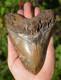 Stunning Big 5.75 Megalodon Shark Tooth, ? Biggest Uk Stock Of Indo Megs? R4