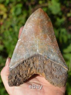 Stunning Big 5.75 Megalodon Shark Tooth, ? Biggest Uk Stock Of Indo Megs? R4