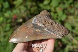 Stunning Big 5.75 Megalodon Shark Tooth, ? Biggest Uk Stock Of Indo Megs? R4
