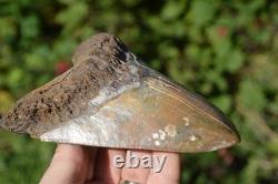 Stunning Big 5.75 Megalodon Shark Tooth, ? Biggest Uk Stock Of Indo Megs? R4